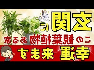 門口 植物風水